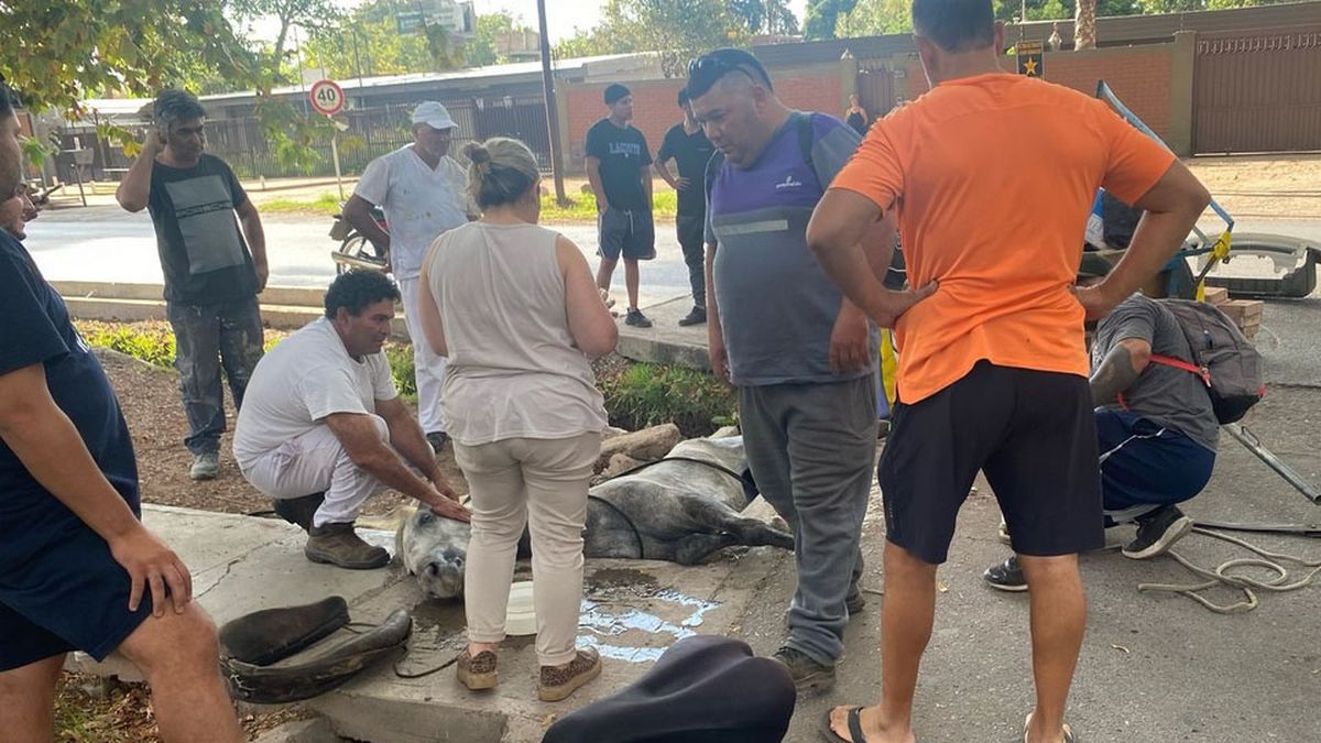 Patroclo quedó tirado en la calle luego de arrastrar una carretela con mil kilos de ladrillos. Su dueño fue condenado por maltrato animal. Patroclo quedó tirado en la calle luego de arrastrar una carretela con mil kilos de ladrillos. Su dueño fue condenado por maltrato animal.