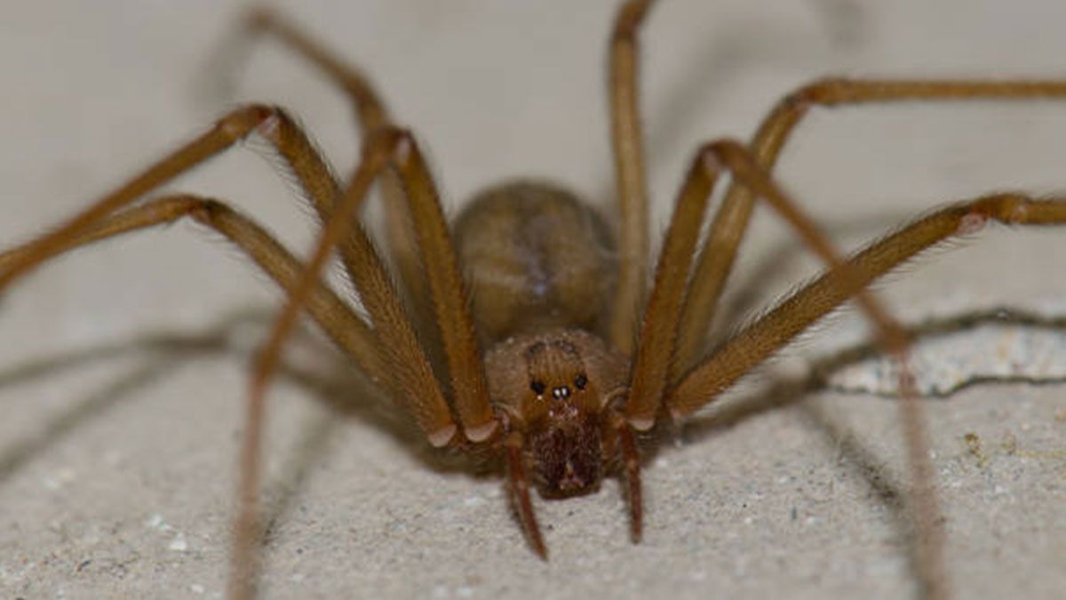 Araña violinista: cómo identificarla y cuál es la planta ideal para ahuyentarla del hogar Araña violinista: cómo identificarla y cuál es la planta ideal para ahuyentarla del hogar