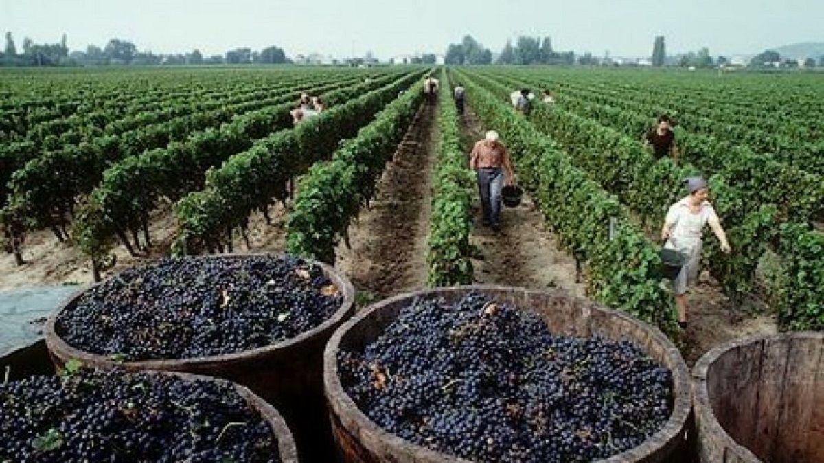 Empresas agr&iacute;colas, frut&iacute;colas y vitivin&iacute;colas se ver&aacute;n beneficiadas -parcialmente, claro- por el nuevo d&oacute;lar agro.