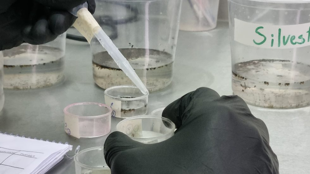 Parte de los ensayos realizados para el control del dengue en la Bioplanta del Iscamen