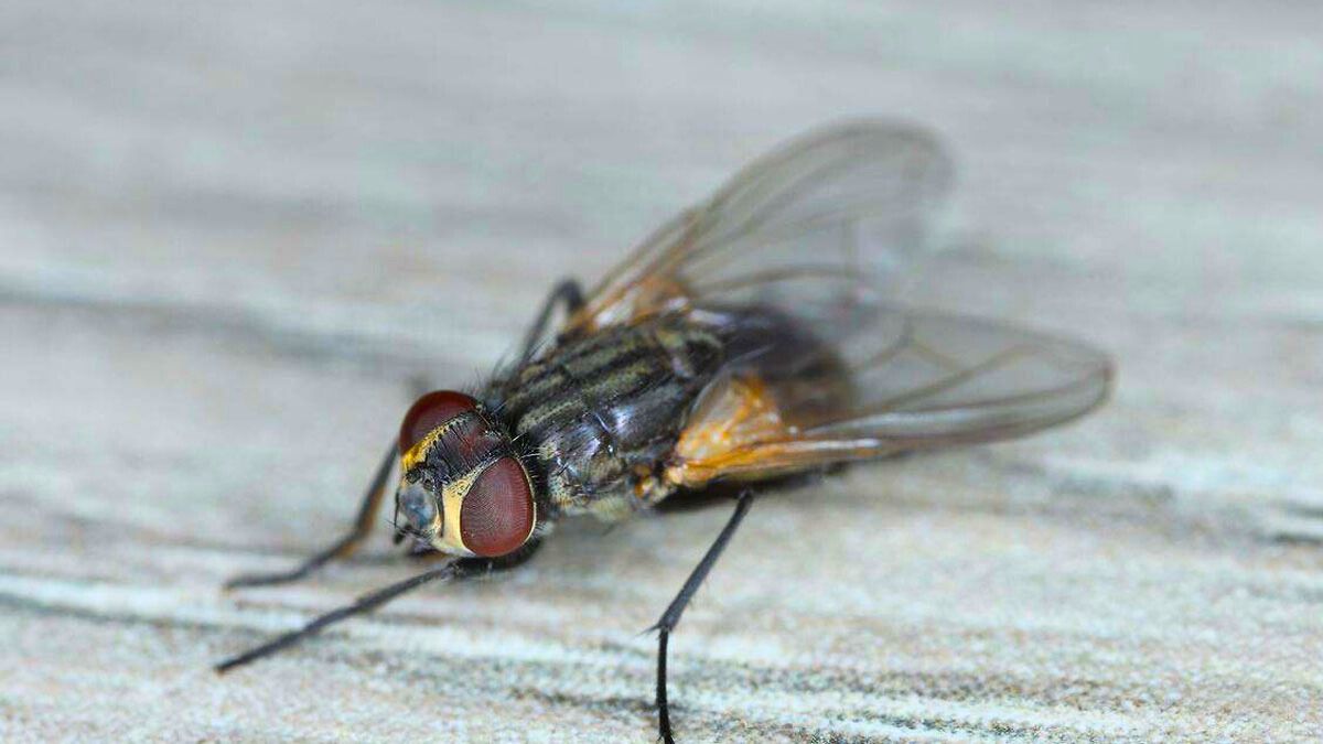 Las moscas pueden ser eliminadas mediante diferentes elementos caseros.&nbsp;