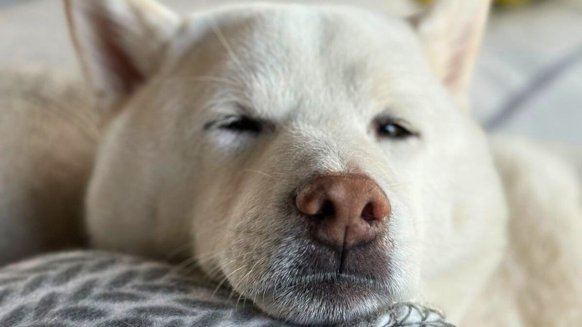 Kibou se prepara para ser testigo de boda el 13 de diciembre. Kibou se prepara para ser testigo de boda el 13 de diciembre.
