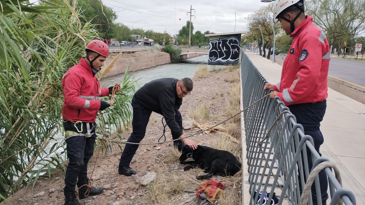Los Bomberos de la Policía rescataron a una perrita del canal Cacique Guaymallén y un hombre que pasó por allí la adoptó. Los Bomberos de la Policía rescataron a una perrita del canal Cacique Guaymallén y un hombre que pasó por allí la adoptó.