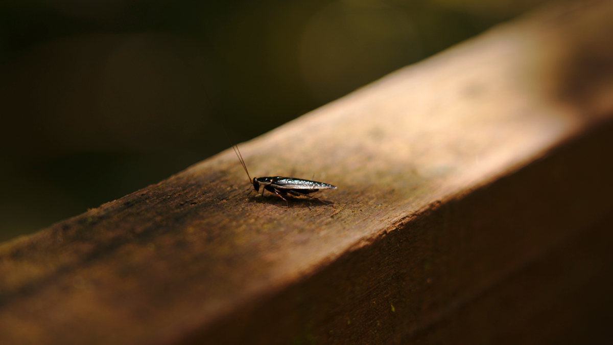 Las cucarachas aparecen por todos lados durante las olas de calor de verano.