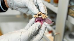 El púrpura de Tiro era el pigmento más caro de la antigüedad, y sólo las familias más adineradas lo podían conseguir. Imagen: Harvard Art Museum