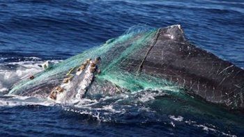 Aumentaron los casos de ballenas que quedaron atrapadas en redes en California
