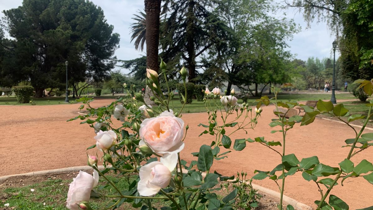 Muchas variedades de rosales existen en el vivero provincial, y todas pueden apreciarse al pasear por el Rosedal, espacio puesto en valor hace unos cinco años. Muchas variedades de rosales existen en el vivero provincial, y todas pueden apreciarse al pasear por el Rosedal, espacio puesto en valor hace unos cinco años.