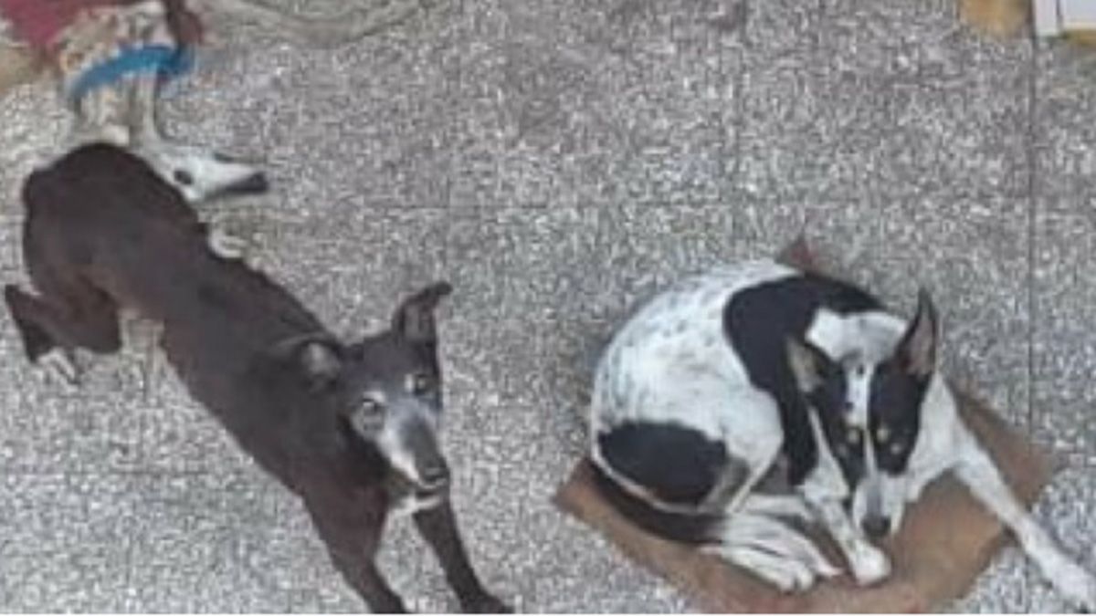 Dos perros fueron rescatados durante el allanamiento en el refugio de animales de Quilmes.&nbsp;