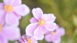 Esta planta es nativa de China. Imagen: Freepik.