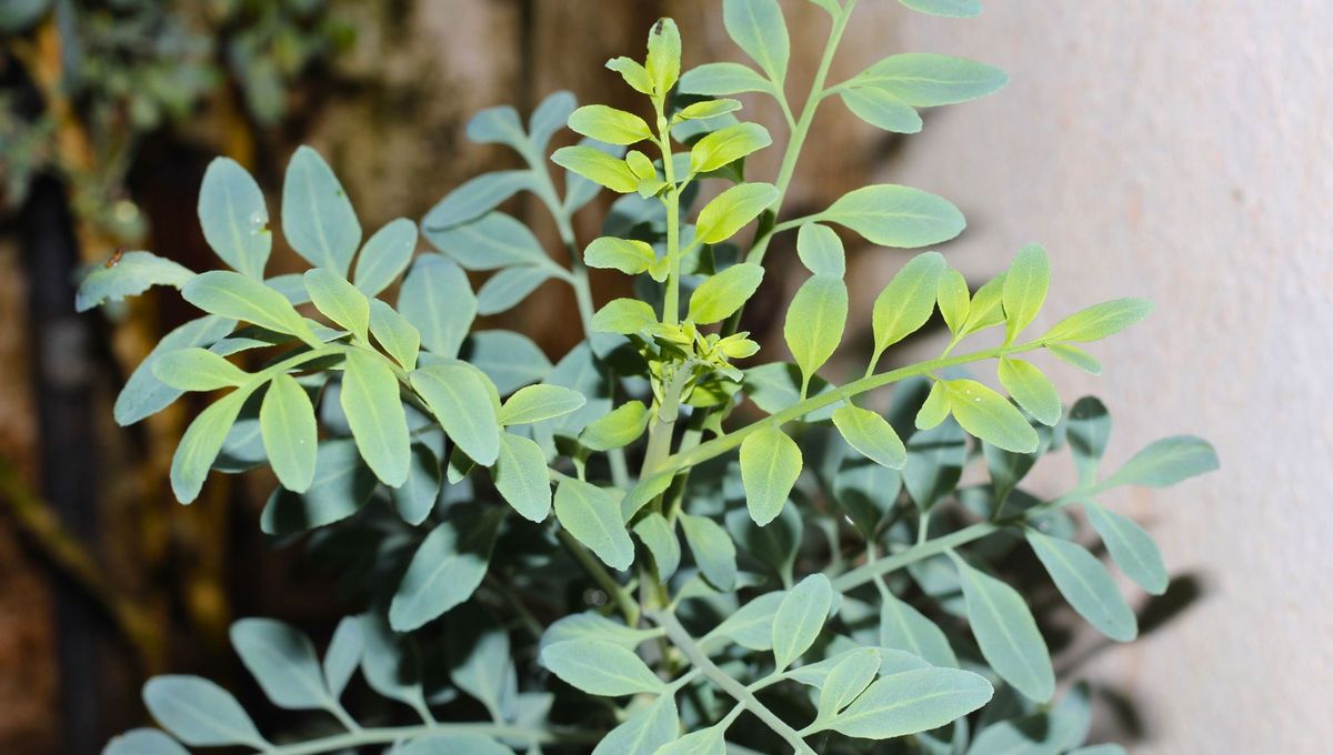 Esta planta es resistente. Si se seca, la razón está detrás de sus cualidades energéticas. Esta planta es resistente. Si se seca, la razón está detrás de sus cualidades energéticas.