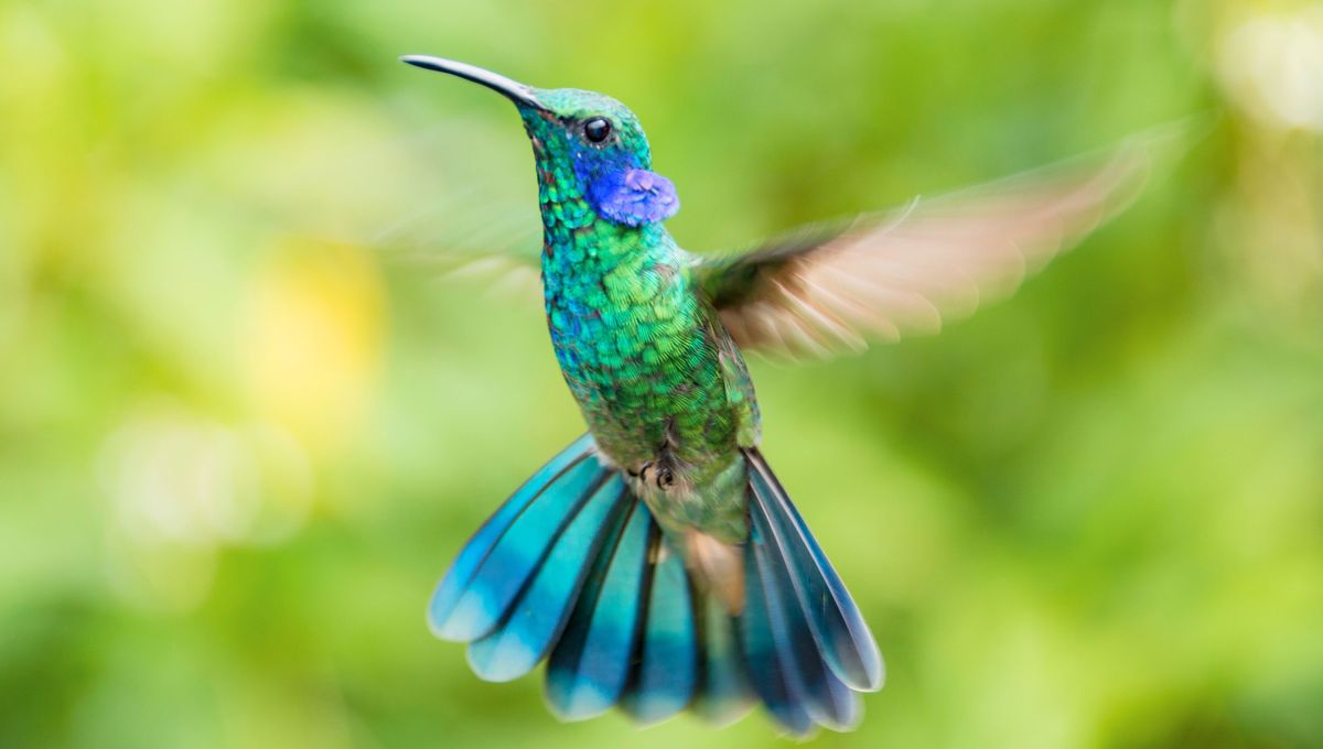 El colibrí es un pajado rápido y hermoso que no aparece con tanta frecuencia en los jardines. El colibrí es un pajado rápido y hermoso que no aparece con tanta frecuencia en los jardines. 