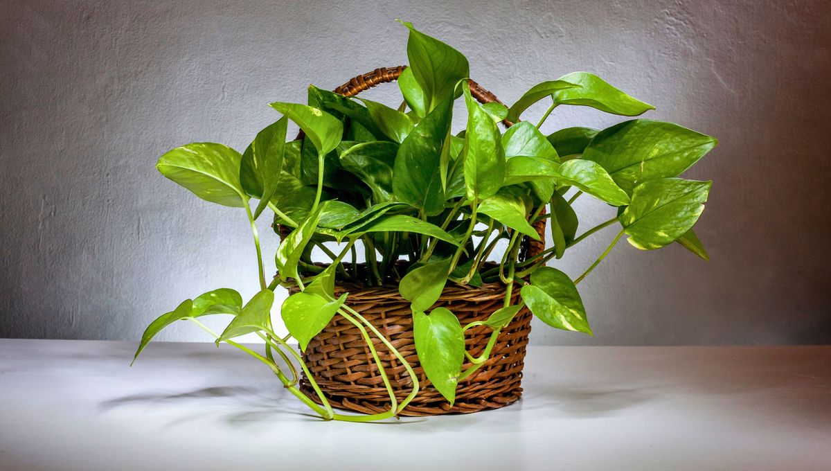 El potus es una planta de interior hermosa, noble, decorativa y de f&aacute;cil cuidado.&nbsp;