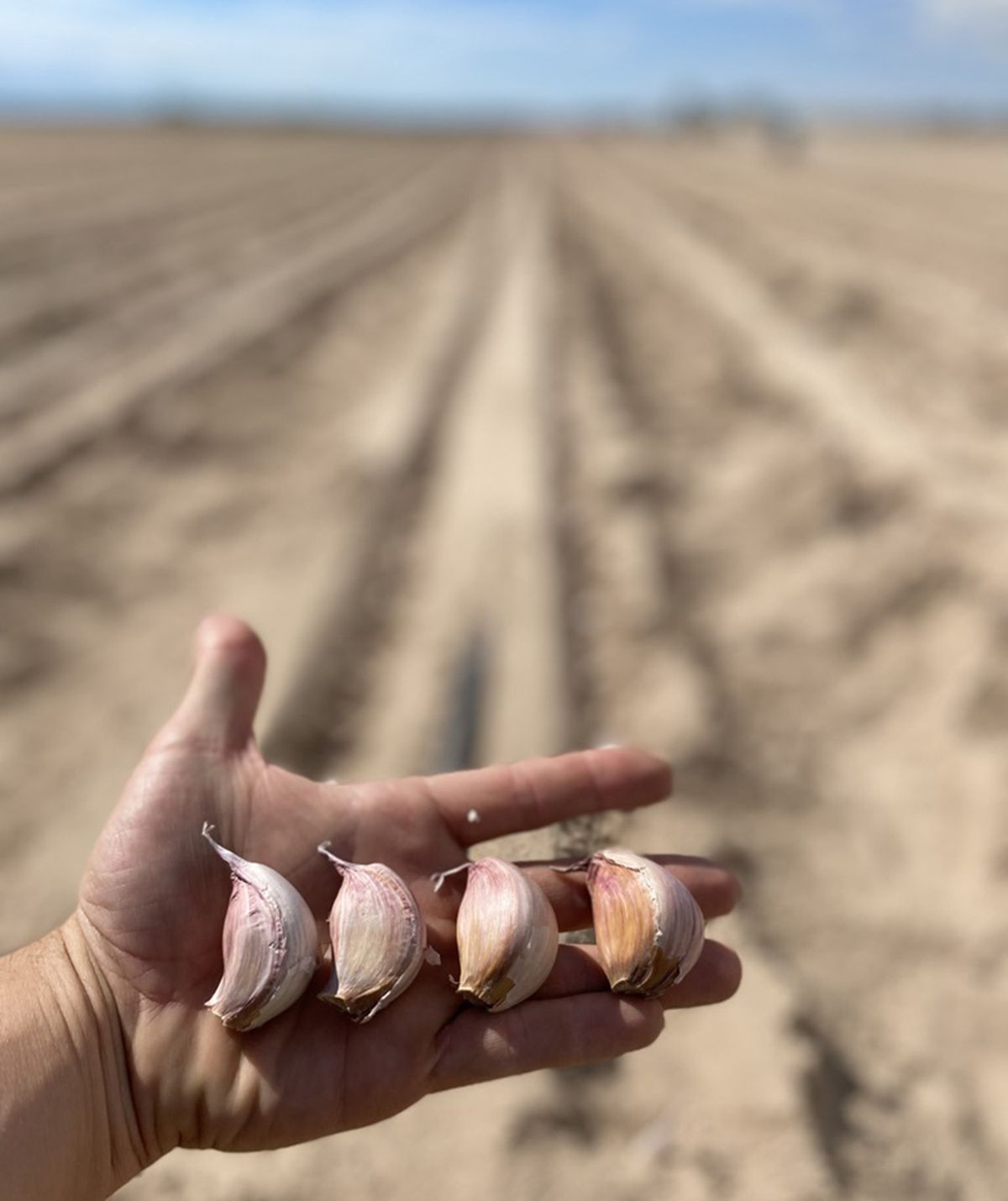 Bioaggil mejora el rendimiento de los cultivos de ajo.