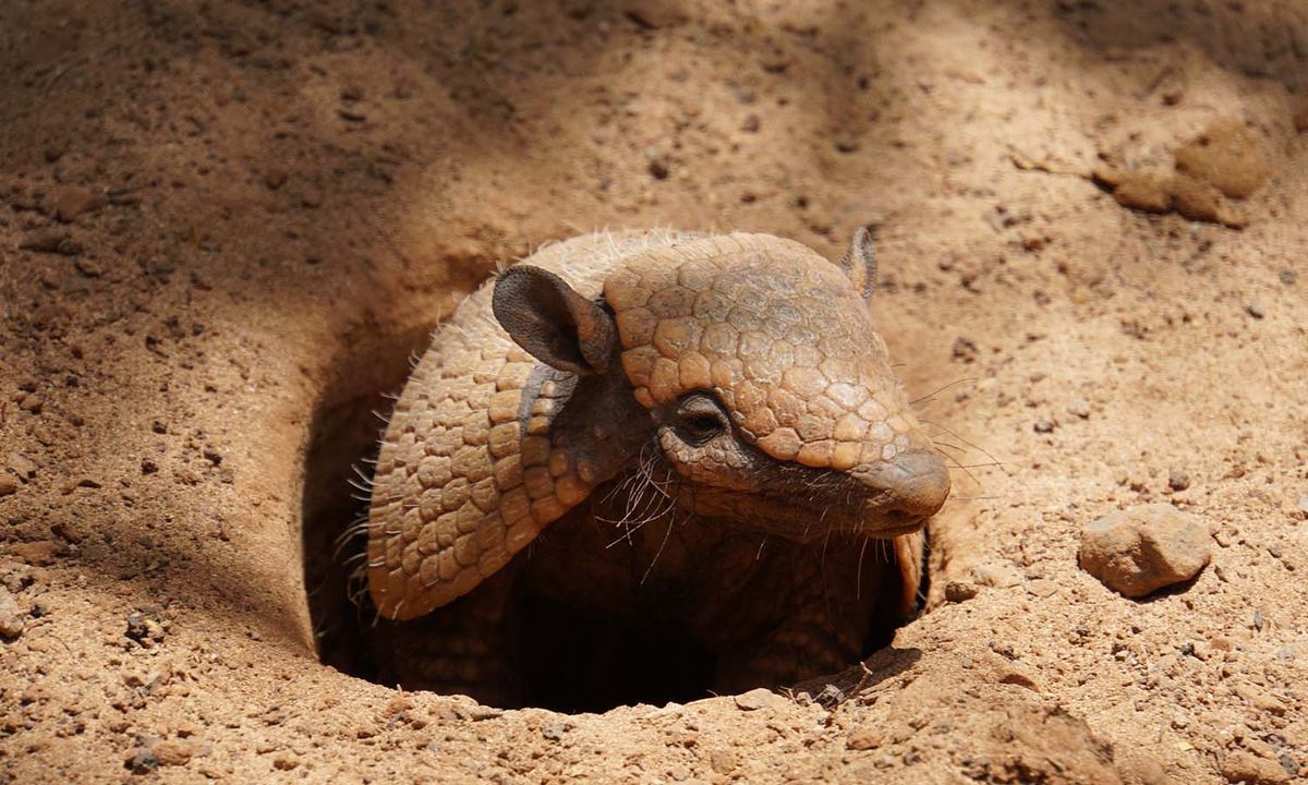 Chaco, Formosa, Santiago del Estero y Salta, son las provincias en donde más encontramos este animal en Argentina Chaco, Formosa, Santiago del Estero y Salta, son las provincias en donde más encontramos este animal en Argentina
