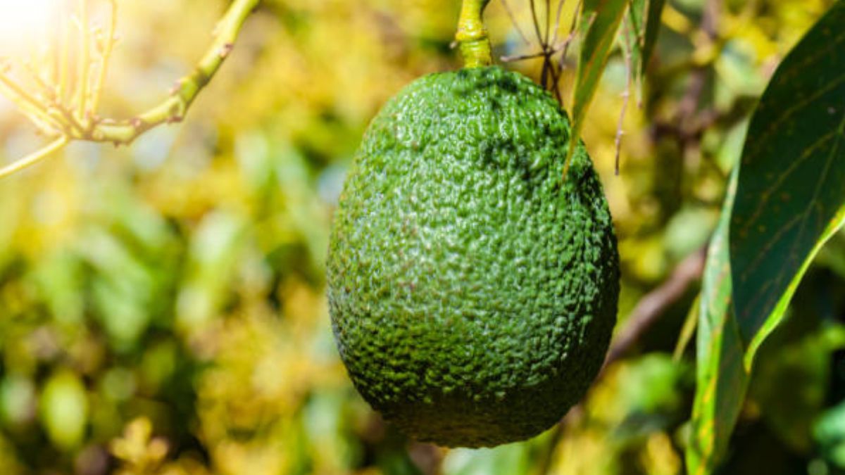 Esta es la cantidad de luz que debe recibir un árbol de palta o aguacate. Esta es la cantidad de luz que debe recibir un árbol de palta o aguacate.