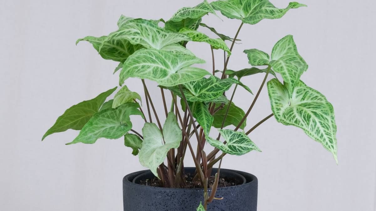 Plantas: conoce los cuidados del Singonio, la planta que es tendencia en 2024