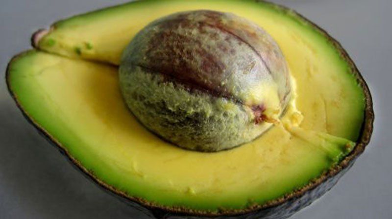 La palta: una fruta llena de beneficios que debe ser consumida con cuidado