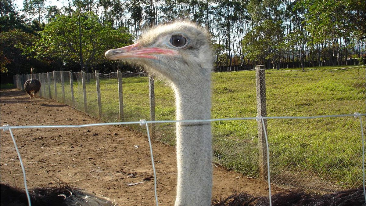 Foto: gentileza abc.finkeros.com. Foto: gentileza abc.finkeros.com.