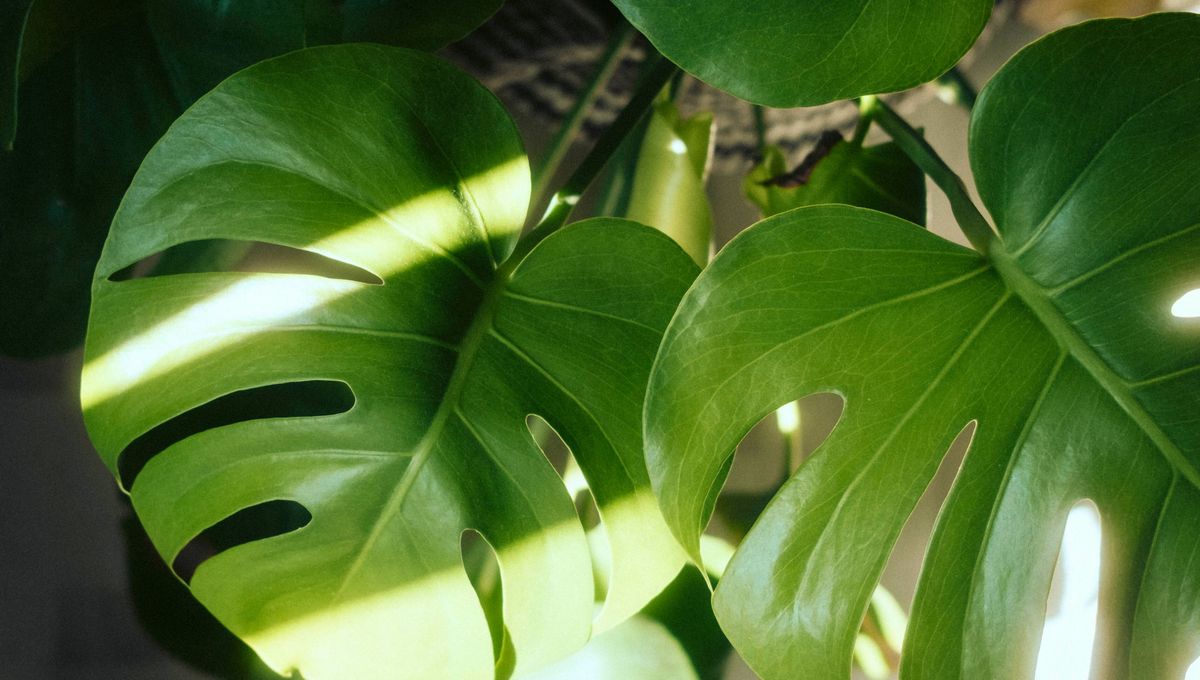 Las plantas de interior son especies que se adaptan a espacios cerrados