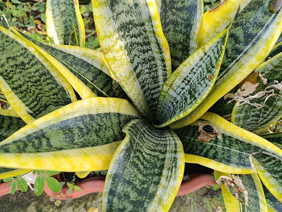 Gracias a este truco, tu sansevieria estará espléndida. Gracias a este truco, tu sansevieria estará espléndida.