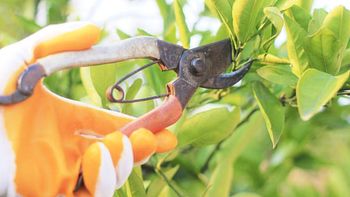 Cuáles son los mejores días de agosto para podar un árbol de naranjas, según el calendario lunar