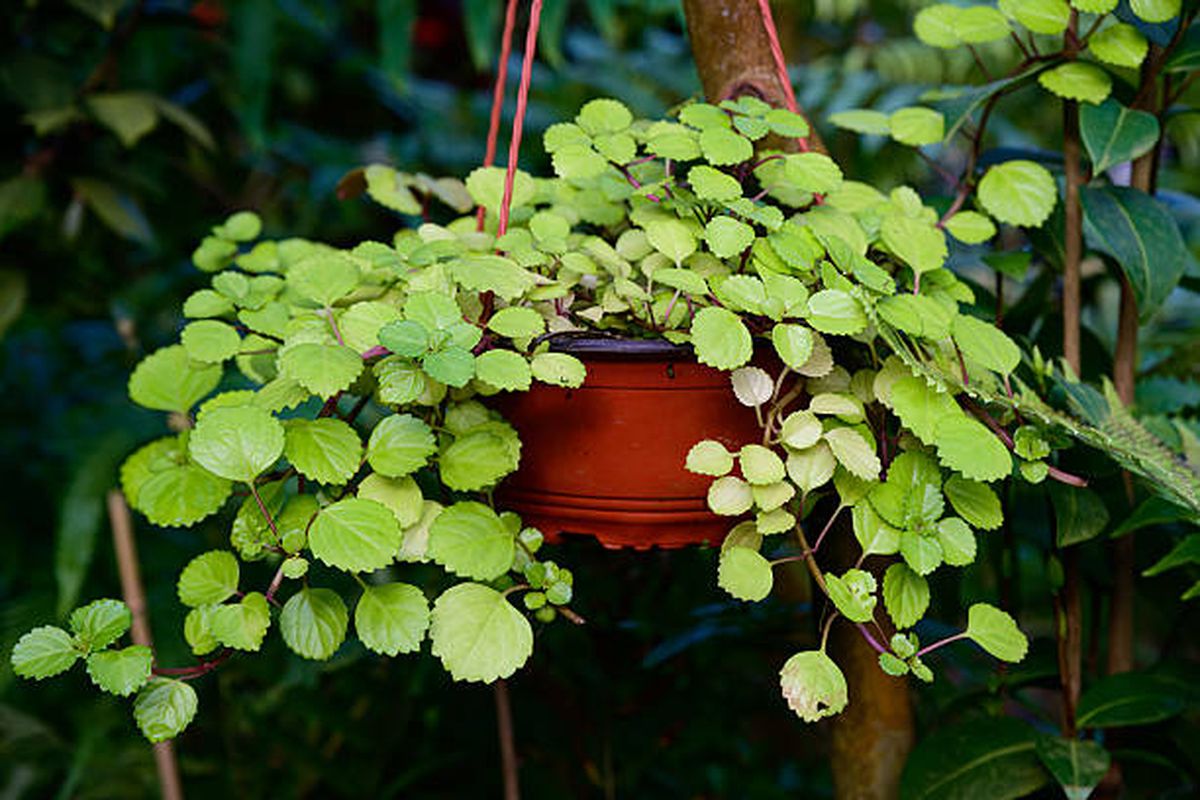La planta de dinero es una de las más codiciadas por aficionados al Feng Shui. La planta de dinero es una de las más codiciadas por aficionados al Feng Shui.