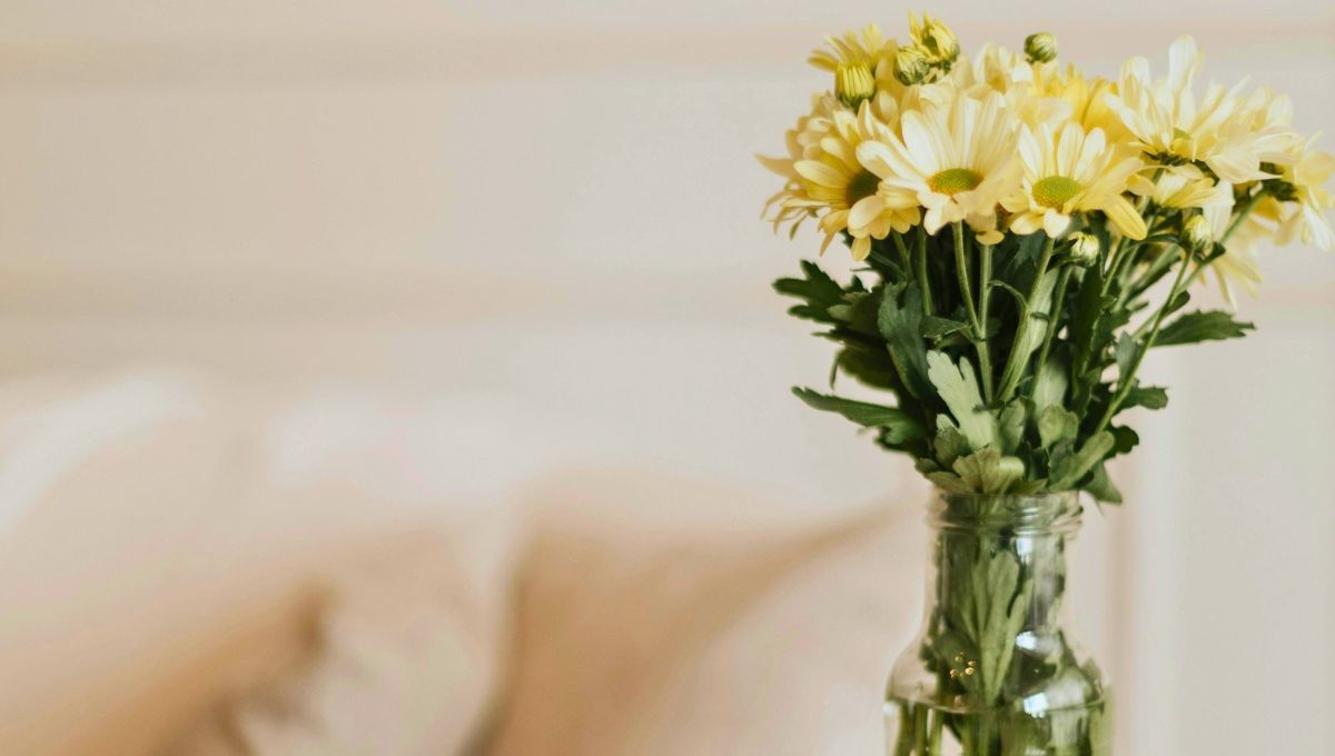 Por qué hay que regalar una planta o flor de margarita en octubre y qué beneficios trae