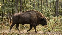 introdujeron 4 bisontes en el bosque y cuatro anos despues lo estan reforestaron de forma natural