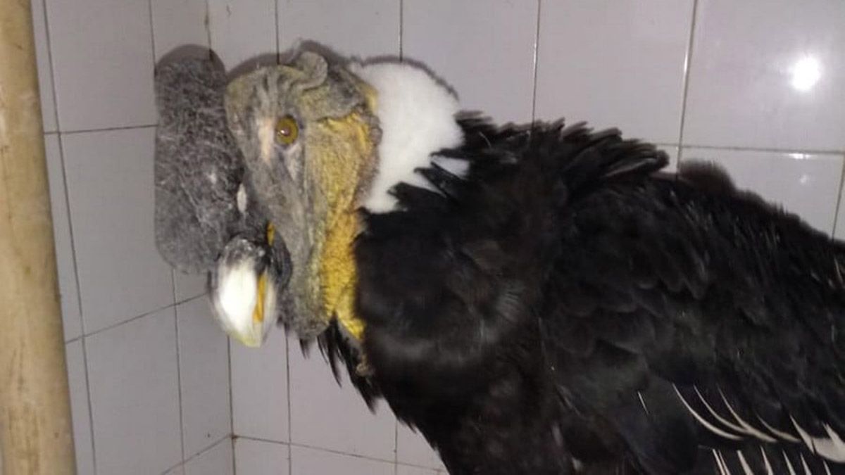 Un cóndor apareció herido en Santa Rosa y lograron capturarlo y curarlo