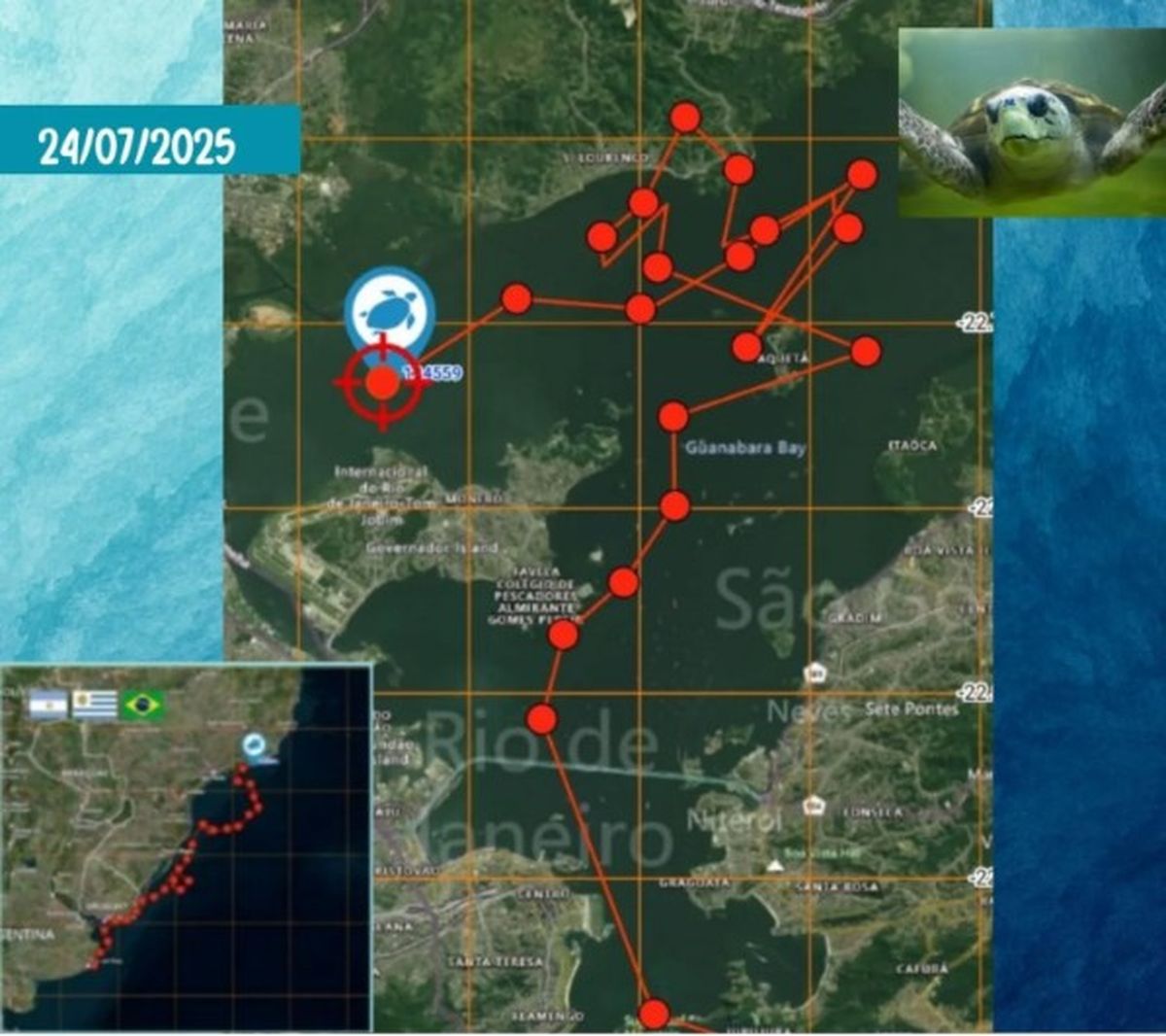 El tortugo Jorge había llegado al lugar de donde sería originario. El tortugo Jorge había llegado al lugar de donde sería originario.