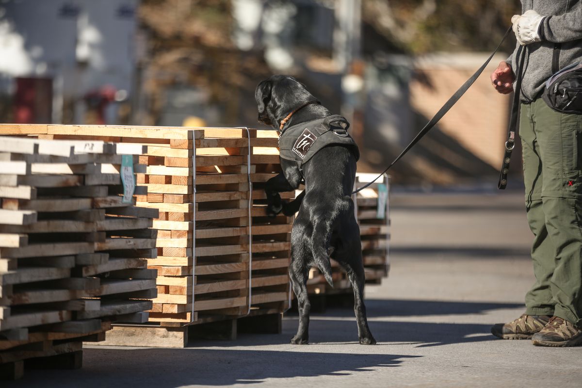 Un año lleva la preparación de los perros para luego seguir entrenando su olfato para detectar contaminantes en el proceso del vino. Un año lleva la preparación de los perros para luego seguir entrenando su olfato para detectar contaminantes en el proceso del vino.