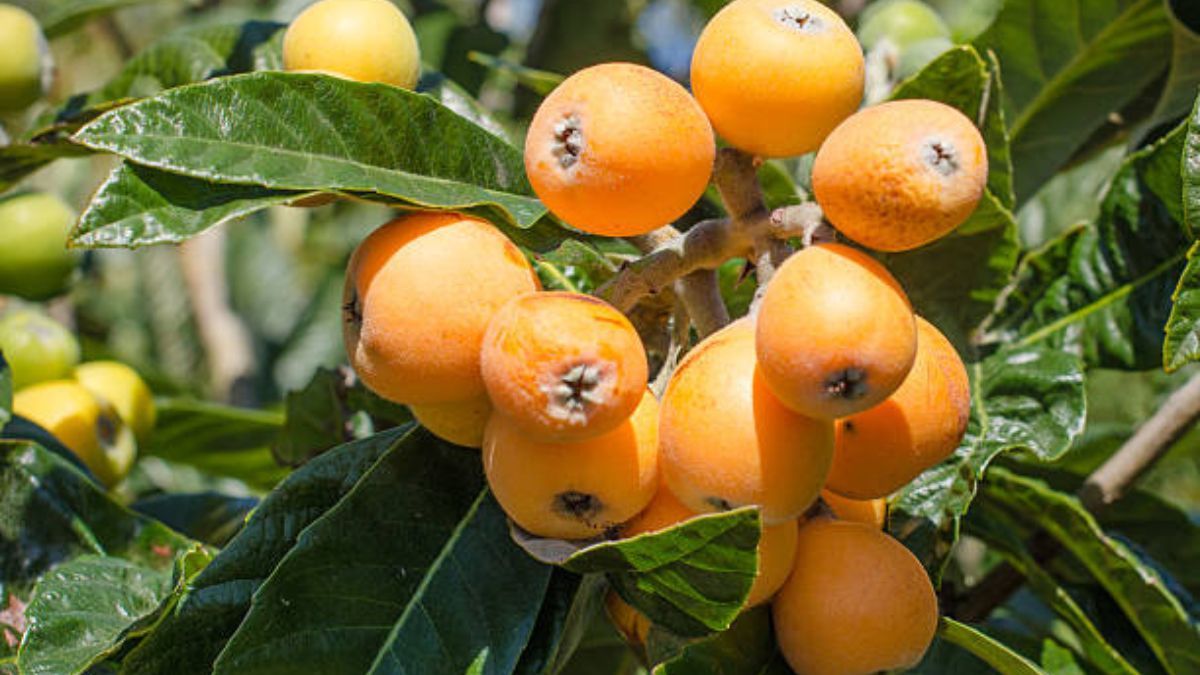 Este árbol rústico llega para reemplazar al limonero.
