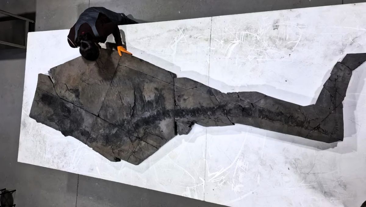 Este descubrimiento no se realizaba hace 70 millones de años 