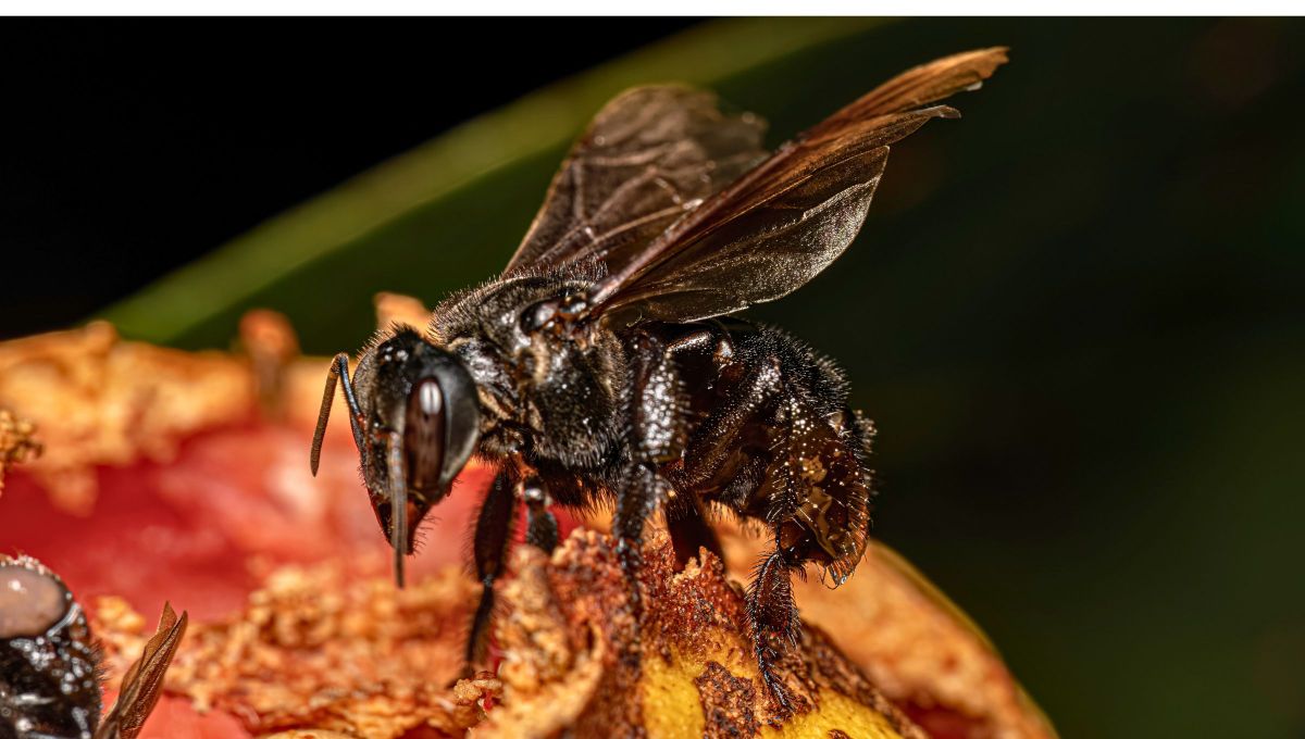 En 2024, Per&uacute; aprob&oacute; una ley nacional que reconoce a las abejas sin aguij&oacute;n como abejas nativas, activando obligaciones de protecci&oacute;n ambiental.