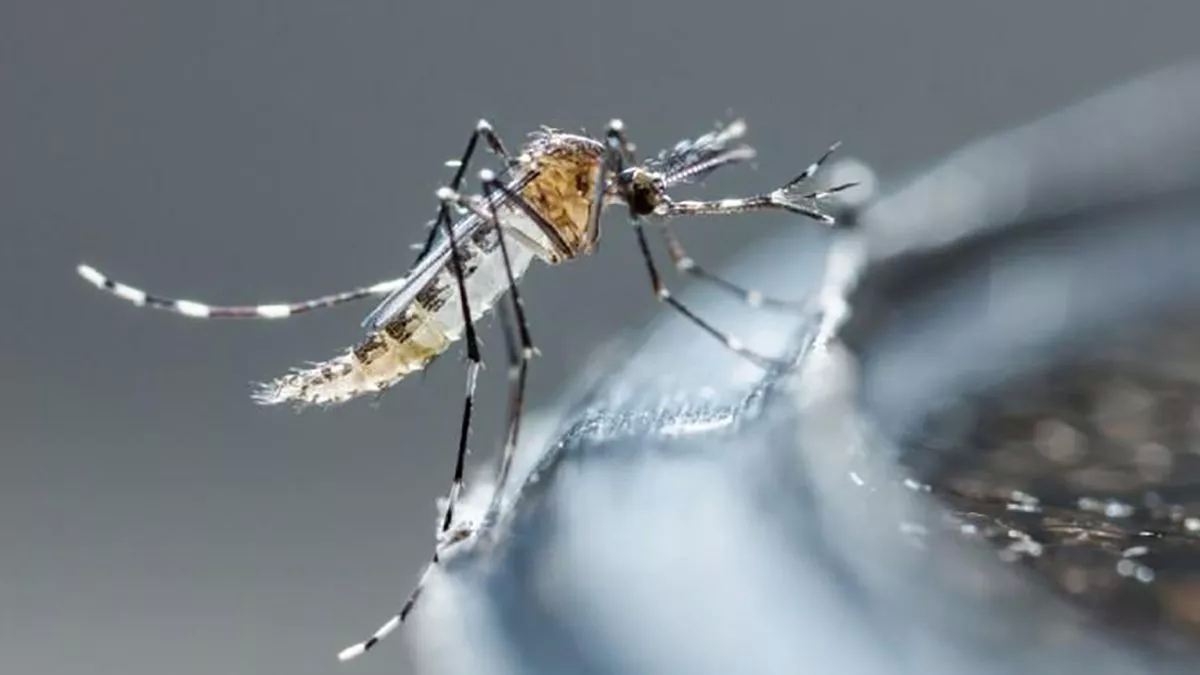 Brote de dengue: ¿cómo prevenirlo? (Foto: archivo).