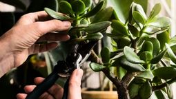 La poda es fundamental en el árbol de jade y otras plantas.&nbsp;