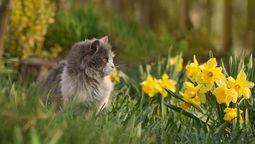 Primavera: cuidados esenciales para tus gatos en días de calor