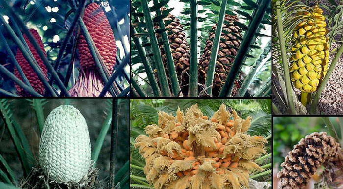 Los científicos analizaron el pasado de las plantas de la familia de las cícadas. Los científicos analizaron el pasado de las plantas de la familia de las cícadas.