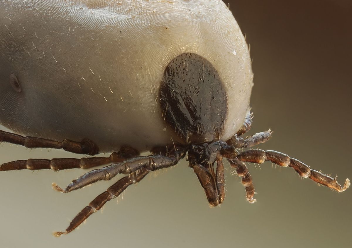 Plagas peligrosas para la salud