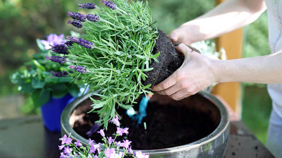 La lavanda será cosa del pasado: aquí está la mejor planta floral que debes tener en el jardín.