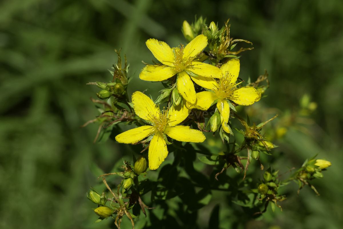 Embellece tu jardín con esta planta trepadora colorida. Imagen: Freepik