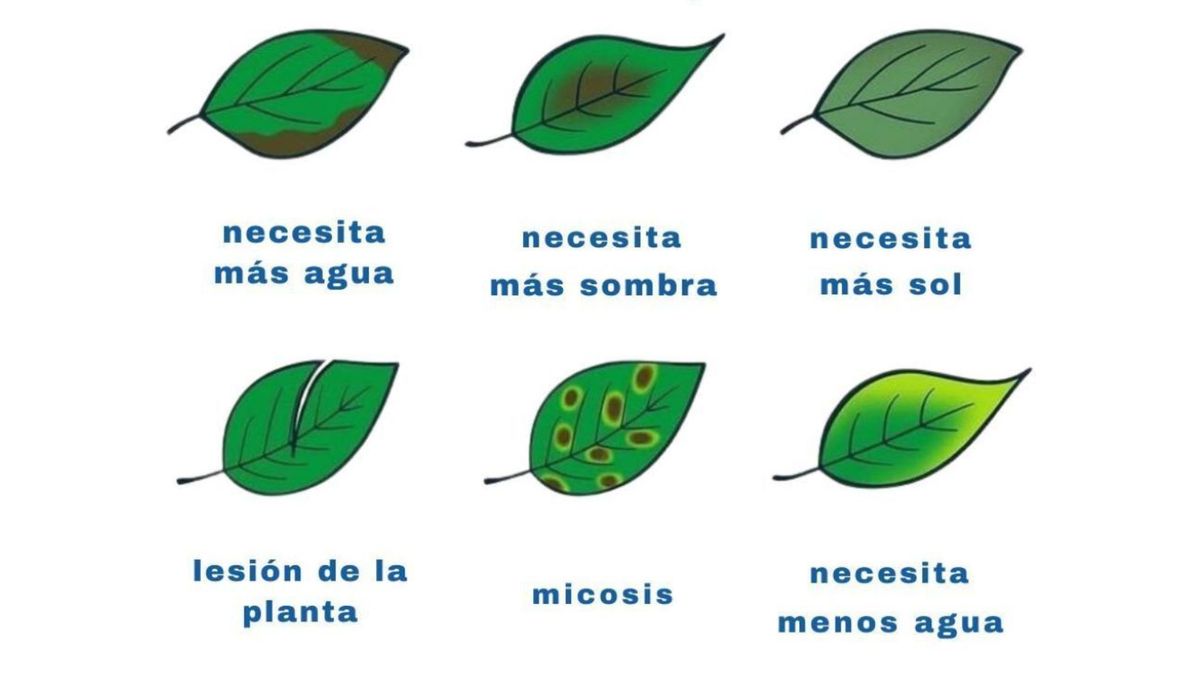 Imagen gráfica de las distintas afecciones que pueden tener las hojas Imagen gráfica de las distintas afecciones que pueden tener las hojas