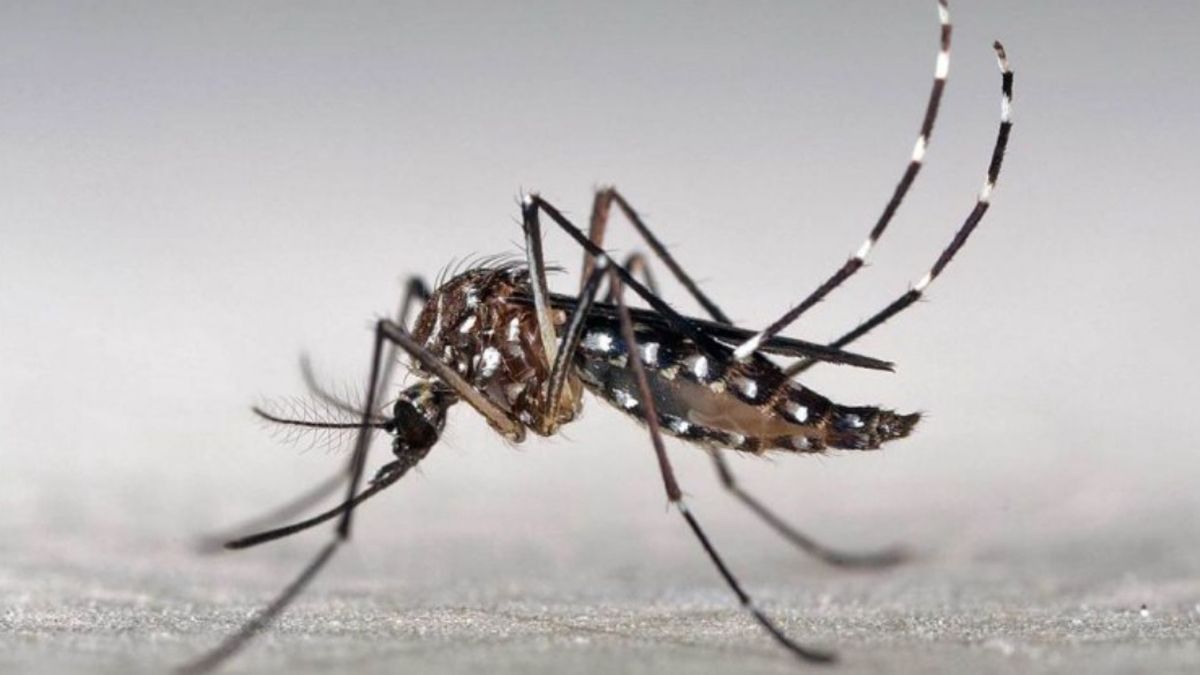 Advierten que el cambio climático aumentó la circulación de los mosquitos que transmiten dengue