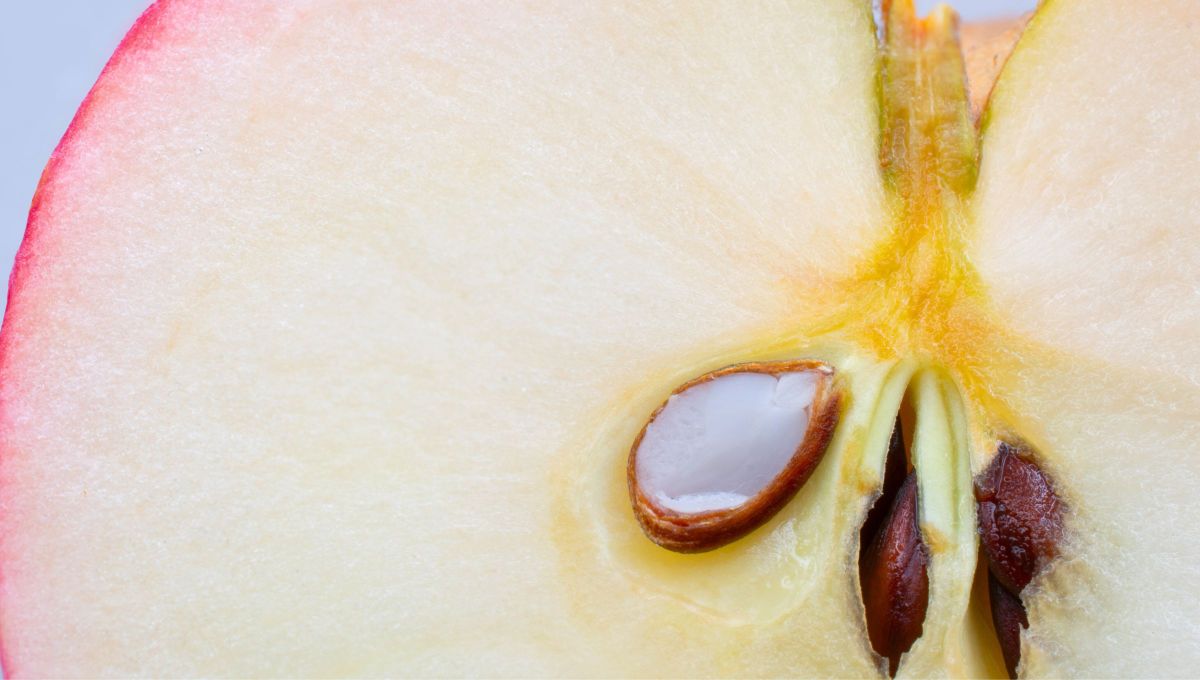 Quien tenga semillas de manzana en su casa, tiene un tesoro en sus manos: por qué deben guardarse