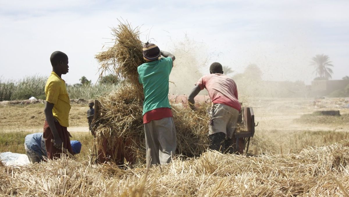 Algunos países de África dependen de los fertilizantes rusos. Pero hasta hace poco la Unión Europea también los consumía en cantidad.