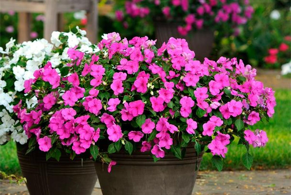 En Estados Unidos es conocida como impatiens walleriana o lizzy ocupada. En Estados Unidos es conocida como impatiens walleriana o lizzy ocupada.