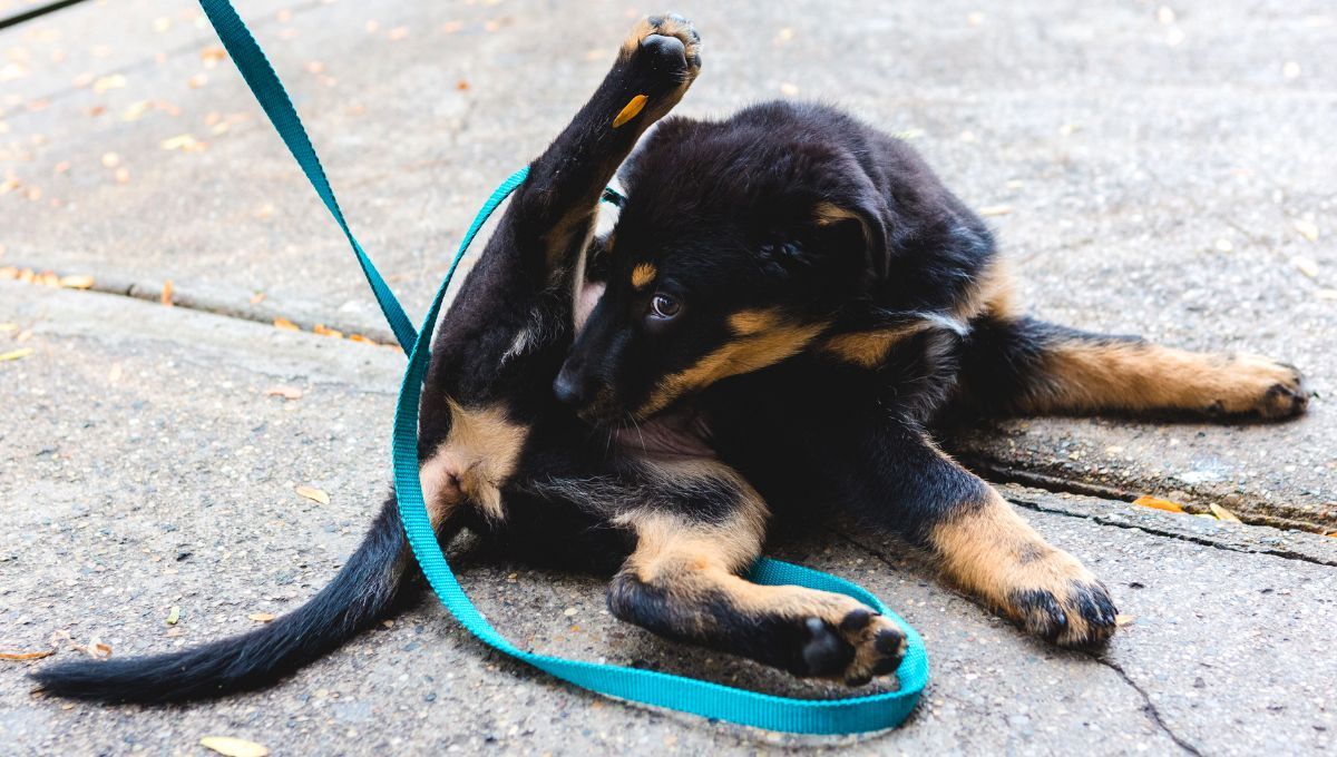 Qué significa que tu perro se chupe sus partes íntimas y cuándo debes preocuparte