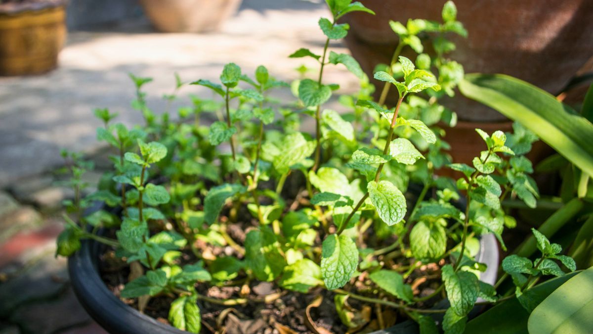 La hierba verde que deberías tener en el jardín de tu casa: es oro para tu salud e ideal para el mate