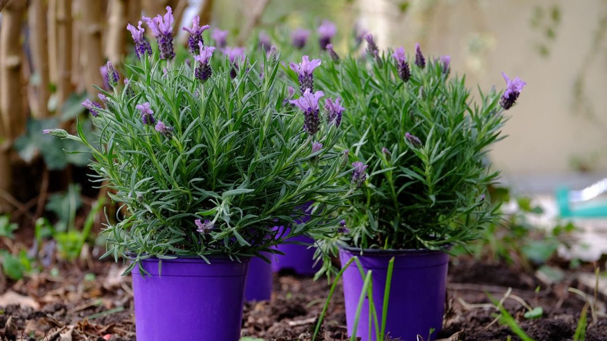 Lavanda en maceta, el truco definitivo para que florezca.