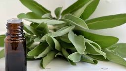 El&nbsp;aceite esencial de salvia integra en su composición acetato de linalilo, alcoholes, sesquiterpenos o diterpeno sclareol, entre otros.